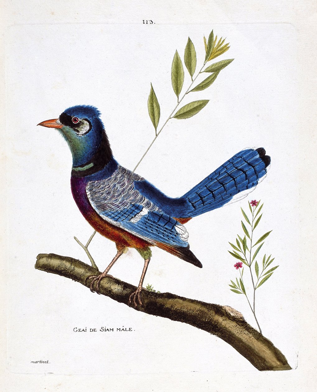 Zoologiskt diagram (ornitologi): Siam jay hane (blue jay eller cyanocitta cristata) på en gren. Illustration i "Fåglarnas historia, målade i deras utseende och känsliga aspekter" av Francois Nicolas Martinet (1731-1800). Privat samling. av Francois Nicolas Martinet