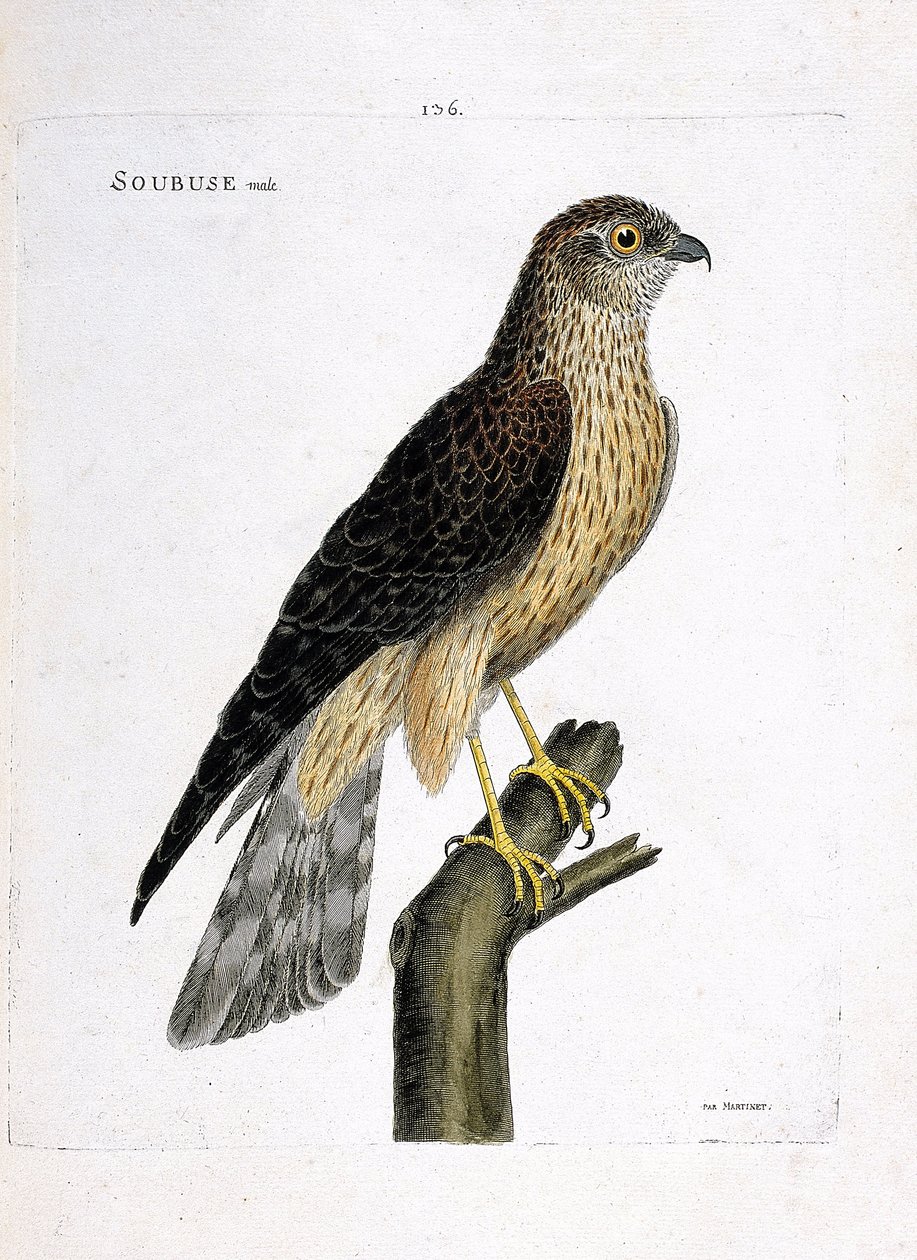Zoologiskt diagram (ornitologi): manlig soubuse (busard saint martin eller cirkus cyaneus) på en gren. Illustration i "Fåglarnas historia, målade i deras utseende och känsliga aspekter" av Francois Nicolas Martinet (1731-1800). Privat samling. av Francois Nicolas Martinet