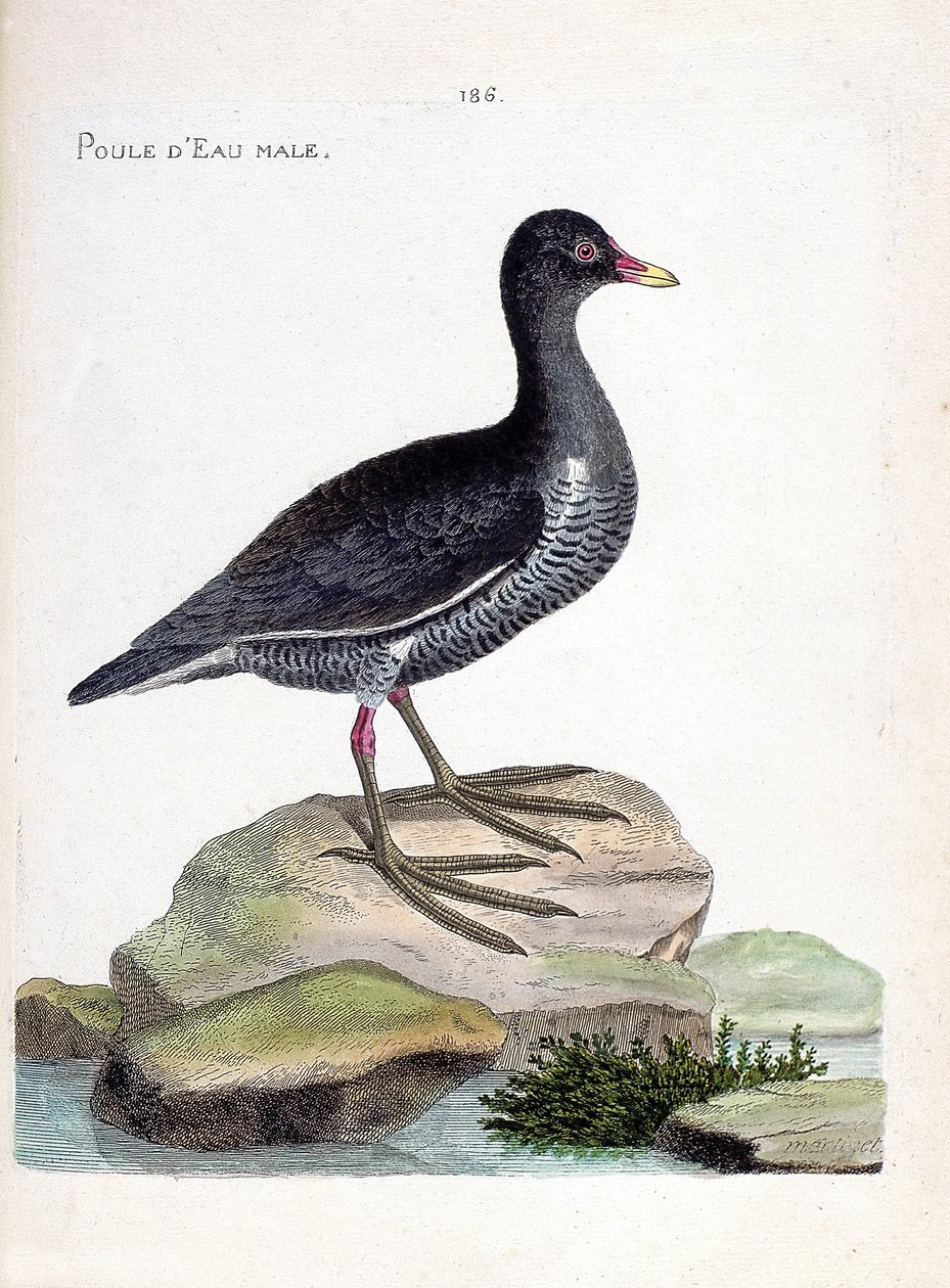 Zoologiskt diagram (ornitologi): hane (waterhen eller gallinula chloropus). Illustration i "Fåglarnas historia, målade i deras utseende och känsliga aspekter" av Francois Nicolas Martinet (1731-1800). Privat samling. av Francois Nicolas Martinet