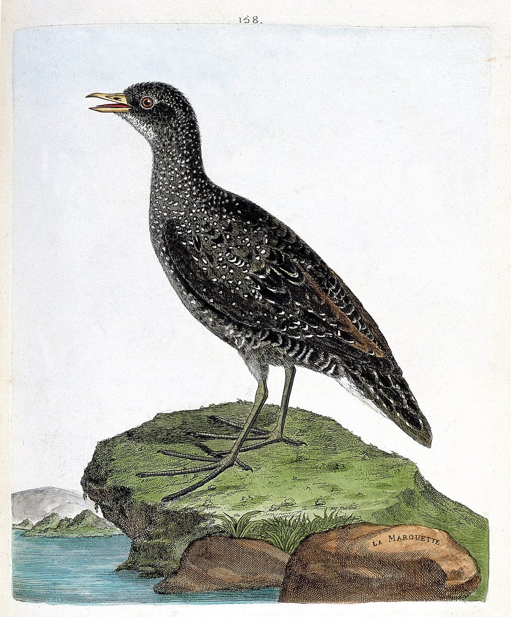 Zoologiskt diagram (ornitologi): marouette (fläckmarouett eller porzana porzana). Illustration i "Fåglarnas historia, målade i deras utseende och känsliga aspekter" av Francois Nicolas Martinet (1731-1800). Privat samling. av Francois Nicolas Martinet