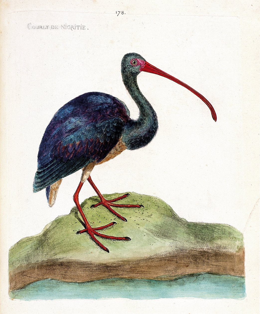Zoologiskt diagram (ornitologi): nigritie