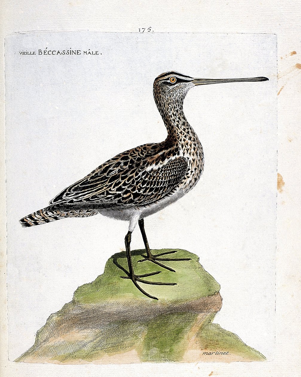 Zoologiskt diagram (ornitologi): gammal hane becassine (marsh becassine eller gallinago gallinago). Illustration i "Fåglarnas historia, målade i deras utseende och känsliga aspekter" av Francois Nicolas Martinet (1731-1800). Privat samling. av Francois Nicolas Martinet