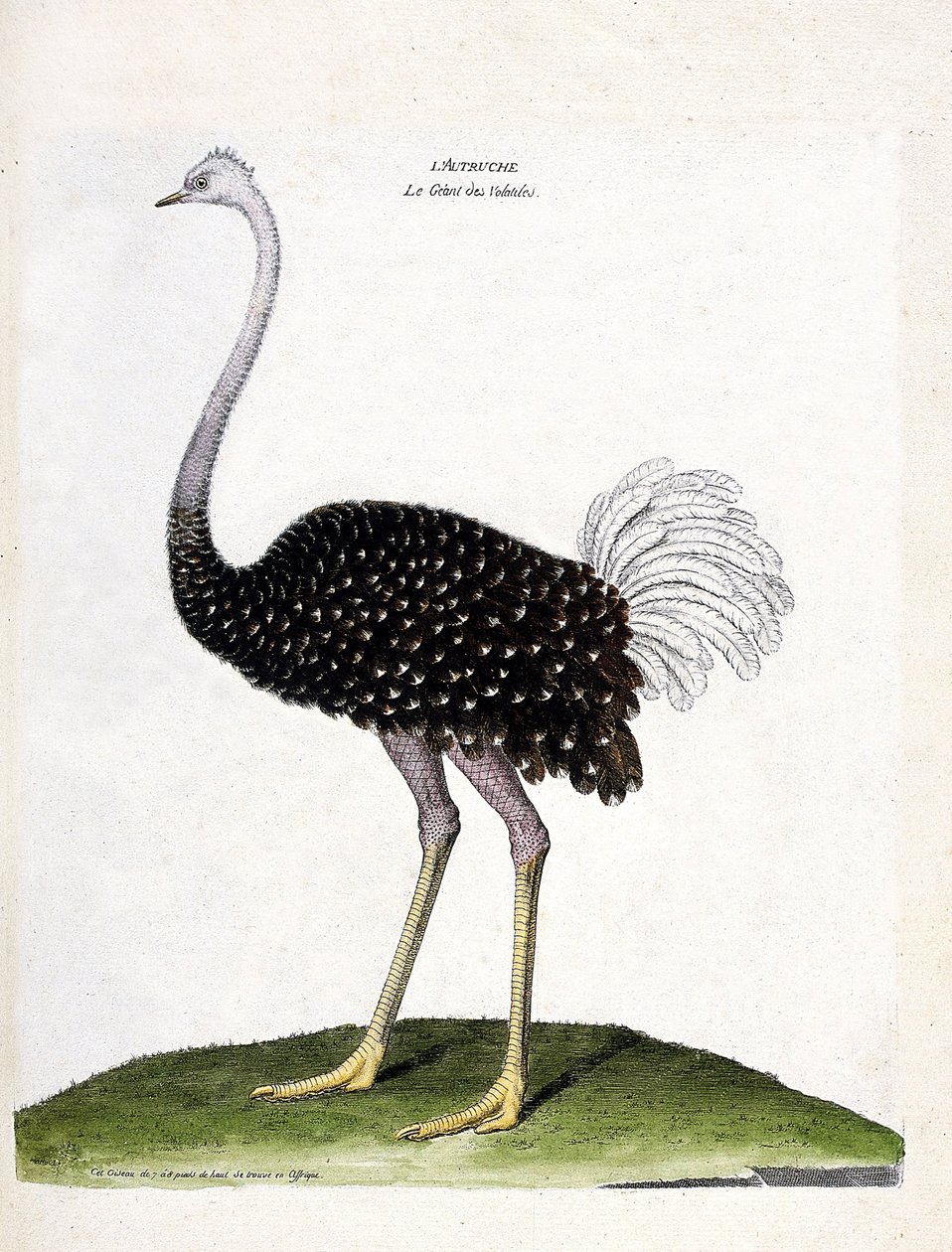 Zoologiskt diagram (ornitologi): struts (struthio camelus). Illustration i "Fåglarnas historia, målade i deras utseende och känsliga aspekter" av Francois Nicolas Martinet (1731-1800). Privat samling. av Francois Nicolas Martinet