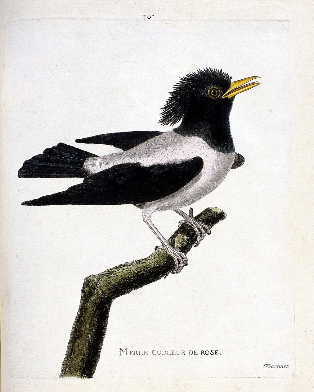 Zoologiskt diagram (ornitologi): rosa koltrast (rödaktig stare eller sturnus roseus) på en gren. Illustration i "Fåglarnas historia, målade i deras utseende och känsliga aspekter" av Francois Nicolas Martinet (1731-1800). Privat samling. av Francois Nicolas Martinet