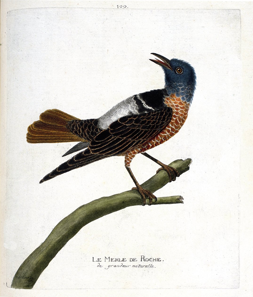Zoologiskt diagram (ornitologi): stenkoltrast (stenkoltrast eller monticola saxatilis). Illustration i "Fåglarnas historia, målade i deras utseende och känsliga aspekter" av Francois Nicolas Martinet (1731-1800). Privat samling. av Francois Nicolas Martinet