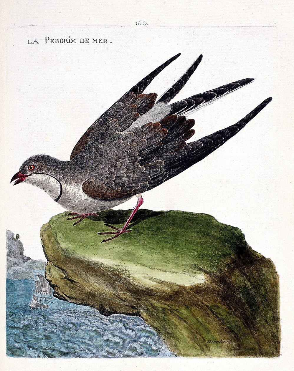 Zoologiskt diagram (ornitologi): rapphöna (glareole ett halsband eller glareola pratincola). Illustration i "Fåglarnas historia, målade i deras utseende och känsliga aspekter" av Francois Nicolas Martinet (1731-1800). Privat samling. av Francois Nicolas Martinet