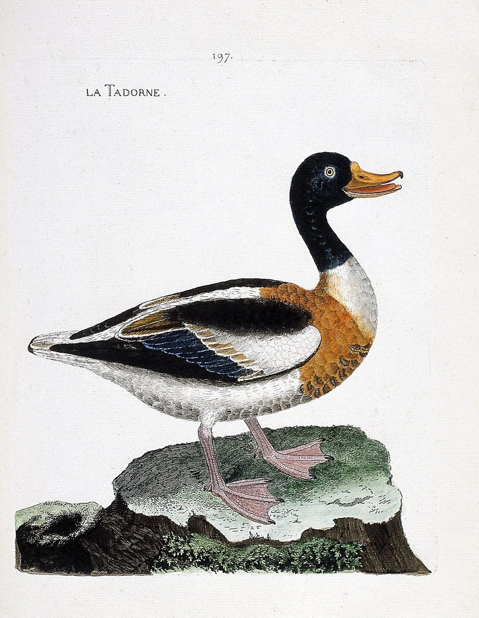 Zoologiskt diagram (ornitologi): tadorne (tadorne de belon eller tadorna tadorna). Illustration i "Fåglarnas historia, målade i deras utseende och känsliga aspekter" av Francois Nicolas Martinet (1731-1800). Privat samling. av Francois Nicolas Martinet