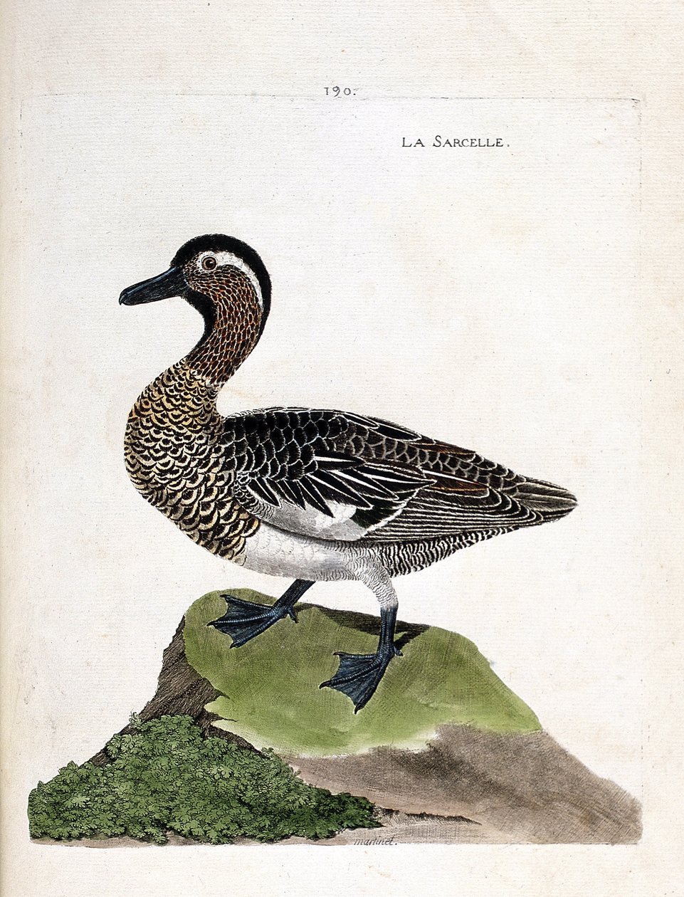 Zoologiskt diagram (ornitologi): kricka (sommar kricka eller anas querquedula). Illustration i "Fåglarnas historia, målade i deras utseende och känsliga aspekter" av Francois Nicolas Martinet (1731-1800). Privat samling. av Francois Nicolas Martinet