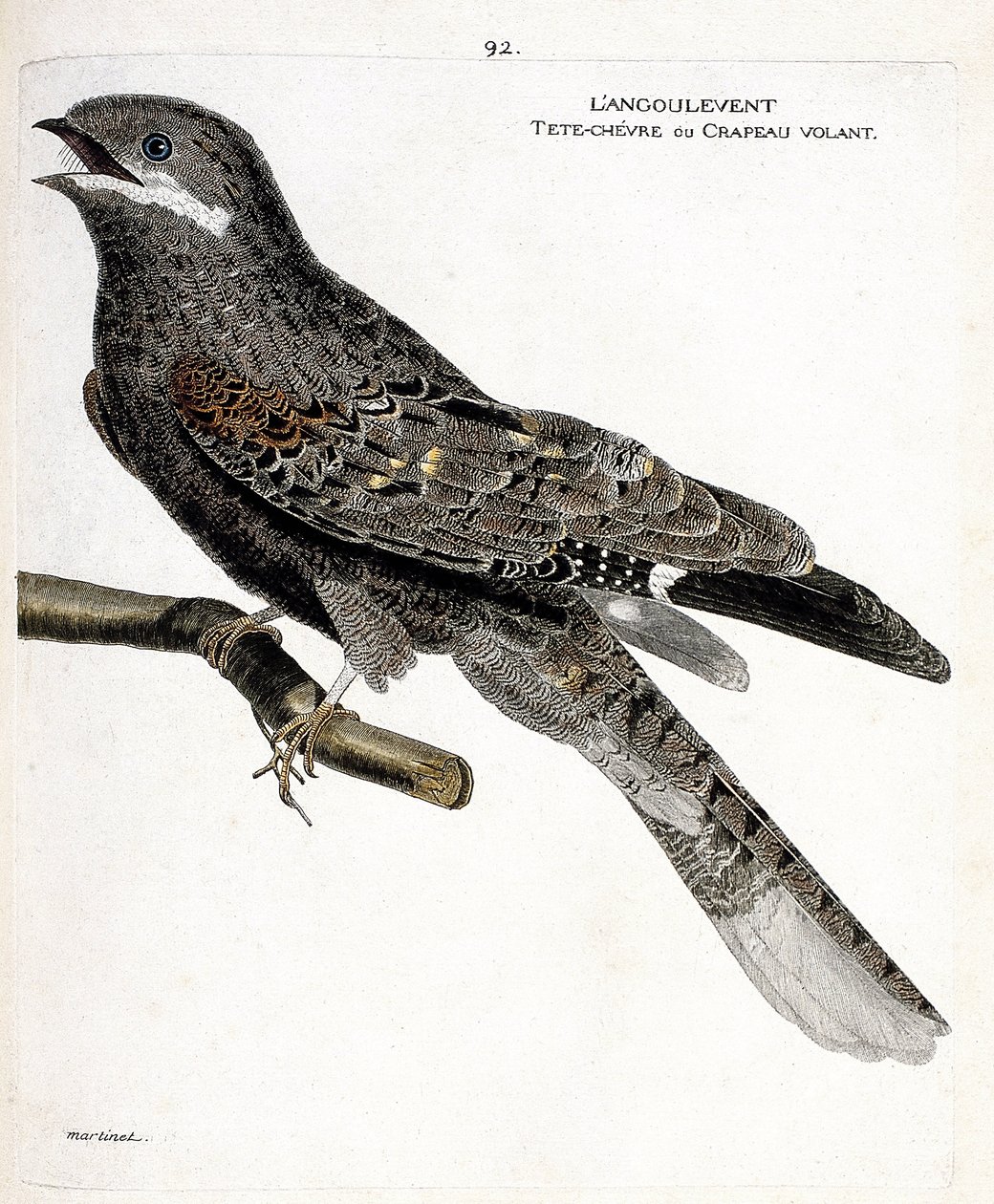 Zoologiskt diagram (ornitologi): angulventen (europeisk natthök eller caprimulgus europaeus) på en gren. Illustration i "Fåglarnas historia, målade i deras utseende och känsliga aspekter" av Francois Nicolas Martinet (1731-1800). Privata samlingar av Francois Nicolas Martinet
