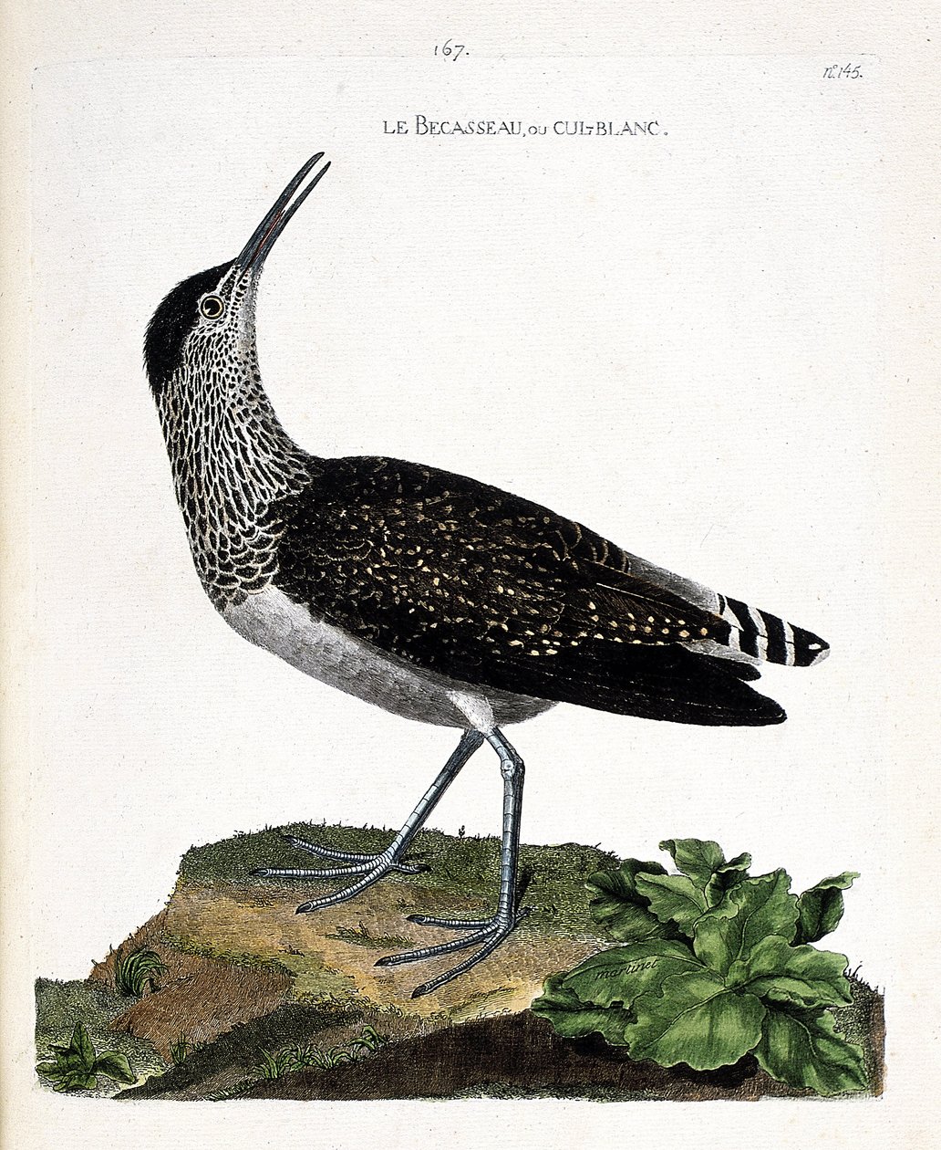 Zoologiskt diagram (ornitologi): näbben eller cul-blanc (vit rumpa, culblanc riddare eller Tringa ochropus). Illustration i "Fåglarnas historia, målade i deras utseende och känsliga aspekter" av Francois Nicolas Martinet (1731-1800). Privat samling av Francois Nicolas Martinet