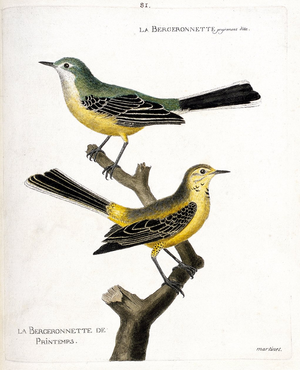 Zoologiskt diagram (ornitologi): själva bergeronnetten och fjäderbergeronnetten (springbergeronnette eller motacilla flava) på en gren. Illustration i "Fåglarnas historia, målade i deras utseende och känsliga aspekter" av Francois Nicolas Ma av Francois Nicolas Martinet