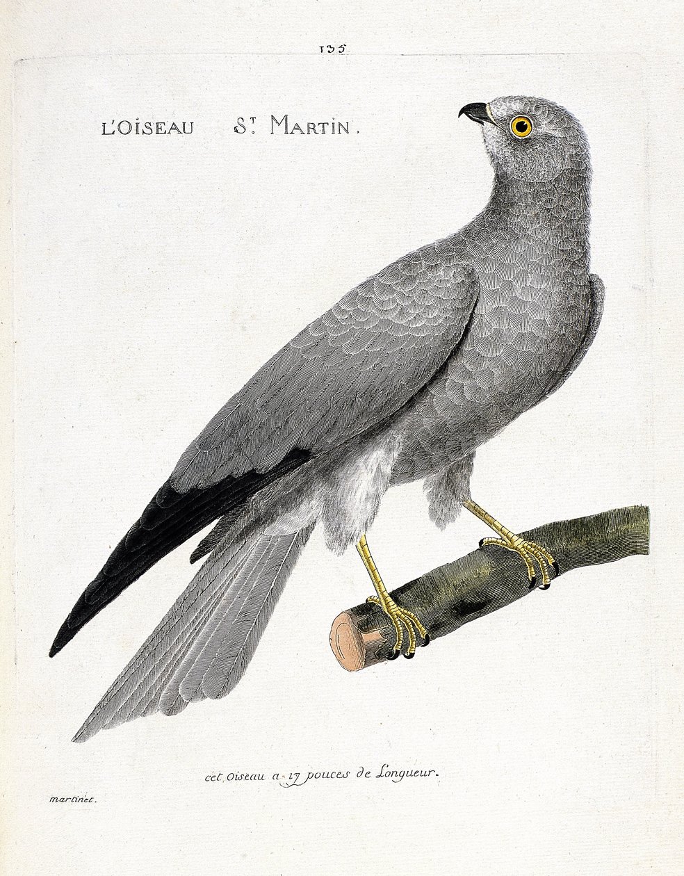 Zoologiskt diagram (ornitologi): fågeln saint martin (busard saint martin eller cirkus cyaneus) på en gren. Illustration i "Fåglarnas historia, målade i deras utseende och känsliga aspekter" av Francois Nicolas Martinet (1731-1800). Privat samling av Francois Nicolas Martinet