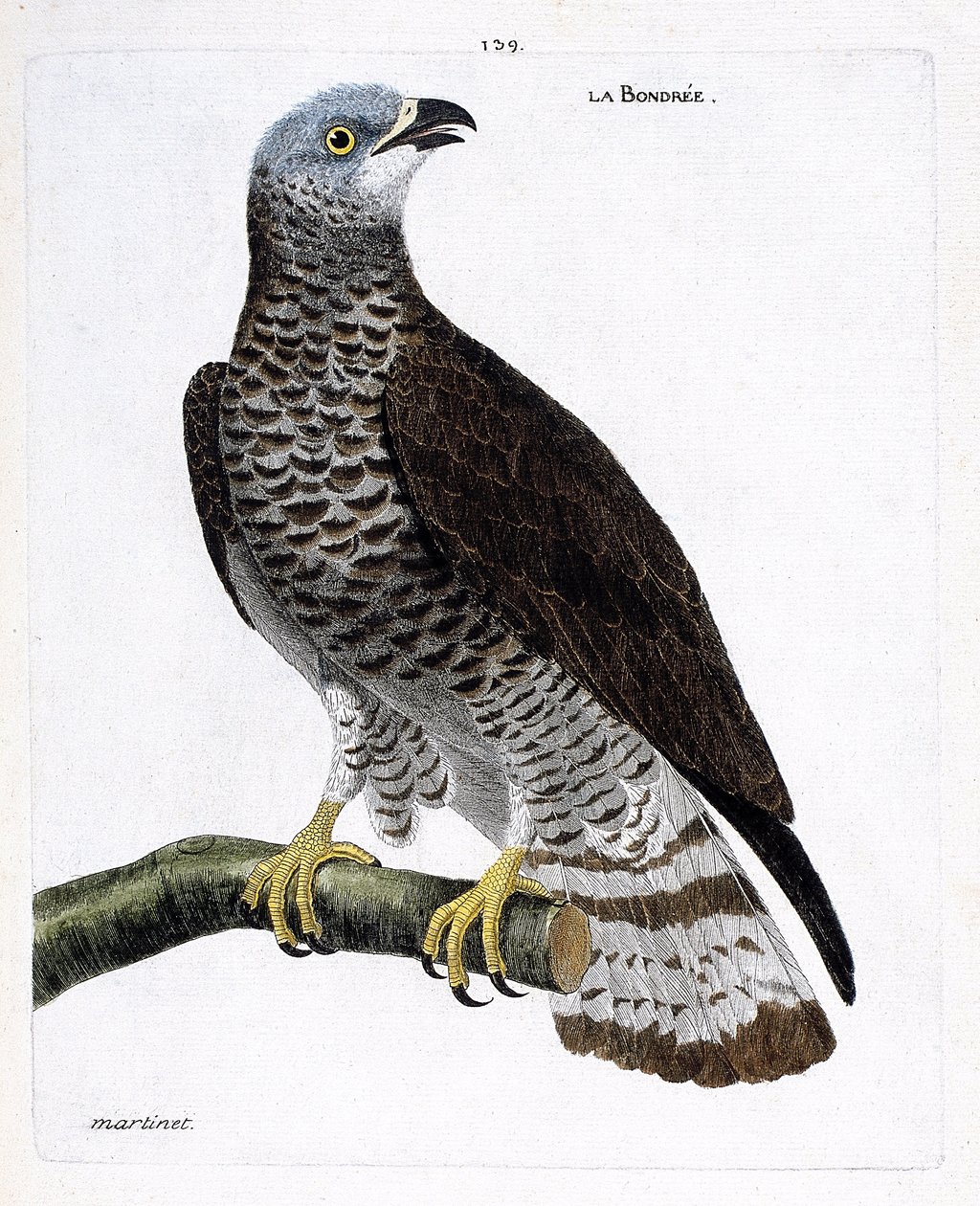 Zoologiskt diagram (ornitologi): bondree (apivore bondree eller pernis apivorus) på en gren. Illustration i "Fåglarnas historia, målade i deras utseende och känsliga aspekter" av Francois Nicolas Martinet (1731-1800). Privat samling. av Francois Nicolas Martinet