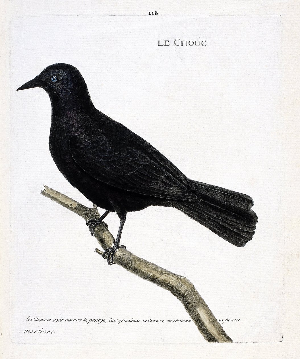 Zoologiskt diagram (ornitologi): kålen (tornens kål eller corvus monedula) på en gren. Illustration i "Fåglarnas historia, målade i deras utseende och känsliga aspekter" av Francois Nicolas Martinet (1731-1800). Privat samling. av Francois Nicolas Martinet