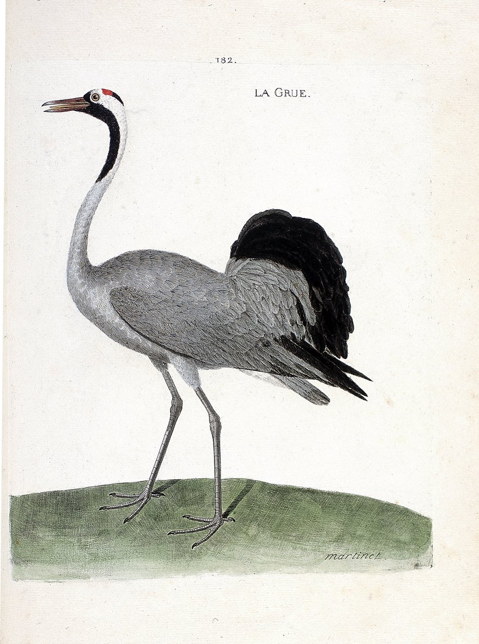 Zoologiskt diagram (ornitologi): tranan (asktrana eller grus grus) - Illustration i "Fåglarnas historia, målad i deras uppenbara och känsliga aspekter" av Francois Nicolas Martinet (1731-1800) - Privat samling av Francois Nicolas Martinet