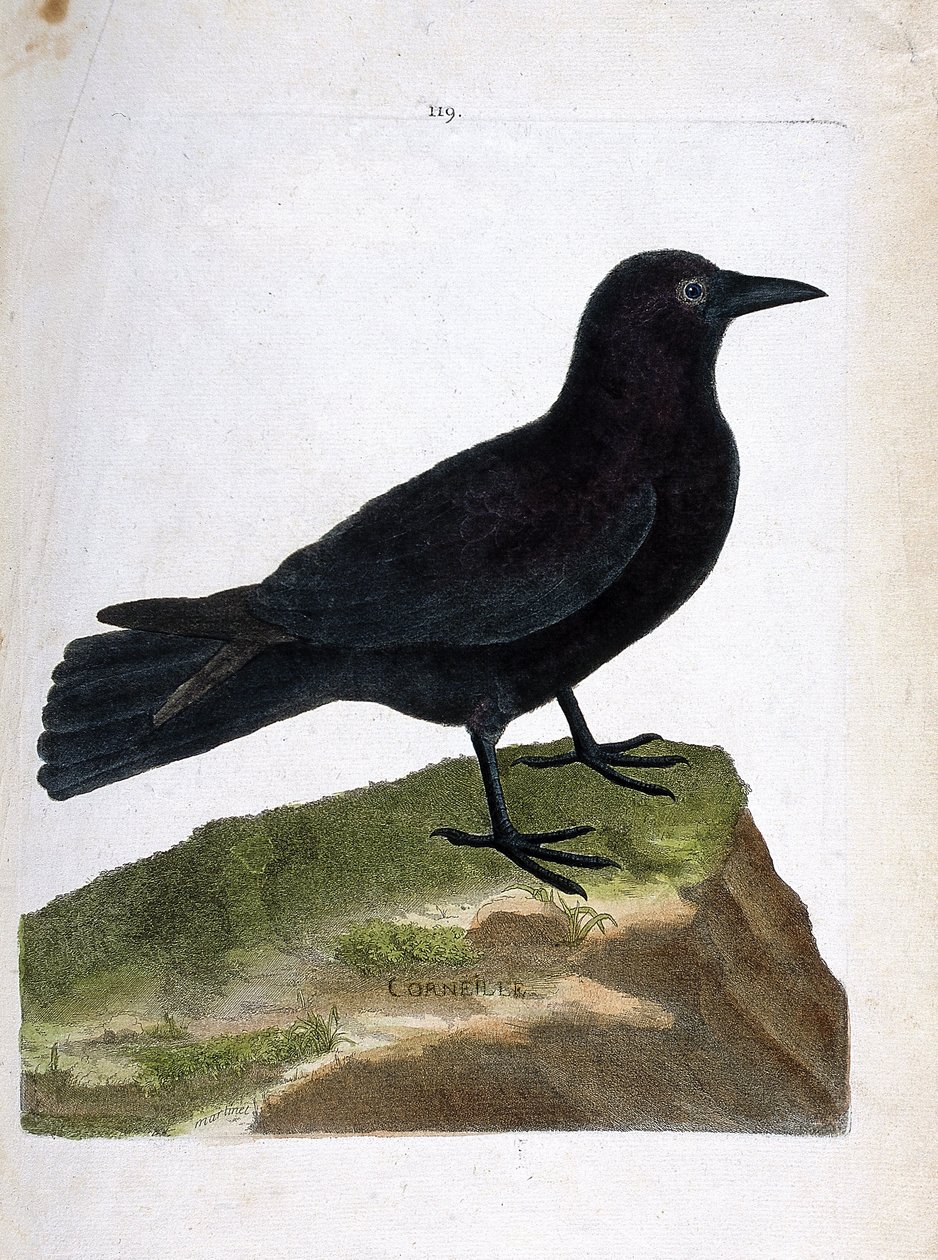 Zoologiskt diagram (ornitologi): kråkan (svart kråka eller corvus corone). Illustration i "Fåglarnas historia, målade i deras utseende och känsliga aspekter" av Francois Nicolas Martinet (1731-1800). Privat samling. av Francois Nicolas Martinet