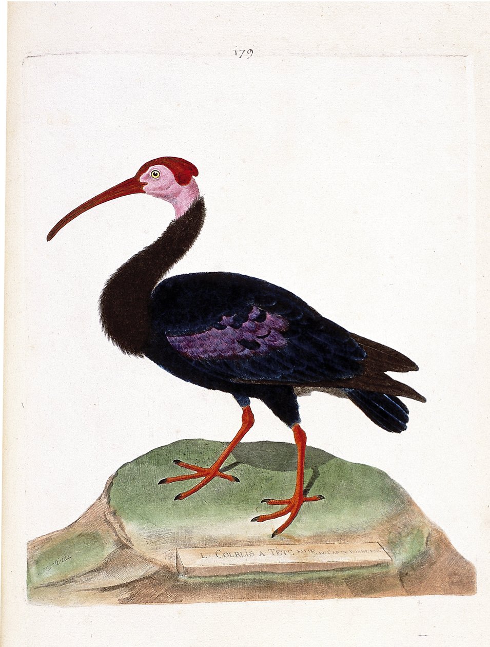 Zoologiskt diagram (ornitologi): krullen har ett bar huvud av det goda hoppets mössa (ibis du cap eller geronticus calvus). Illustration i "Fåglarnas historia, målade i deras utseende och känsliga aspekter" av Francois Nicolas Martinet (1731-1800). P av Francois Nicolas Martinet