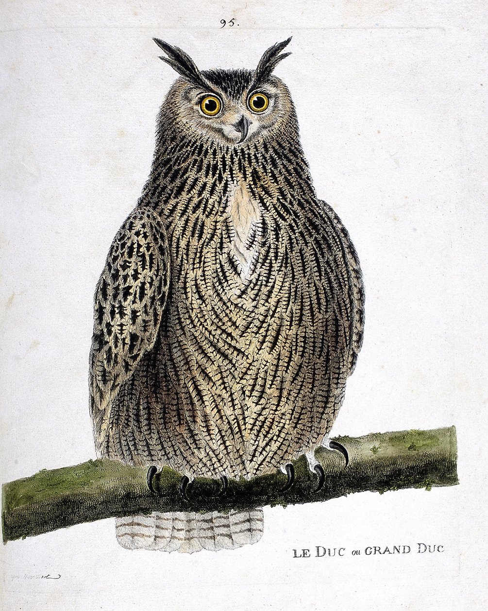 Zoologiskt diagram (ornitologi): hertigen eller storhertigen (storhertigen eller bubo bubo) på en gren. Illustration i "Fåglarnas historia, målade i deras utseende och känsliga aspekter" av Francois Nicolas Martinet (1731-1800). Privat samling. av Francois Nicolas Martinet