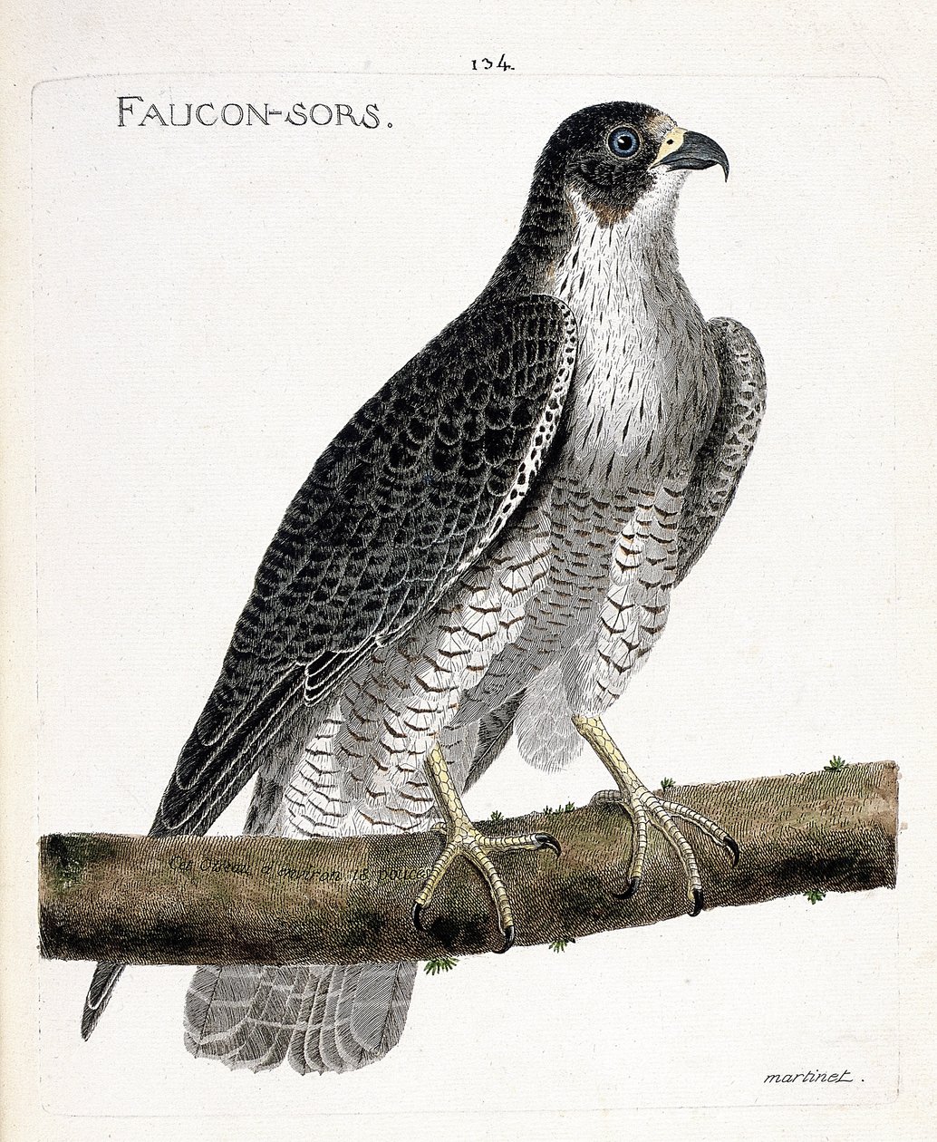 Zoologiskt diagram (ornitologi): falken kommer ut eller falken ut (pelerinefalk eller falco peregrinus) på en gren. Illustration i "Fåglarnas historia, målade i deras utseende och känsliga aspekter" av Francois Nicolas Martinet (1731-1800). Pri av Francois Nicolas Martinet