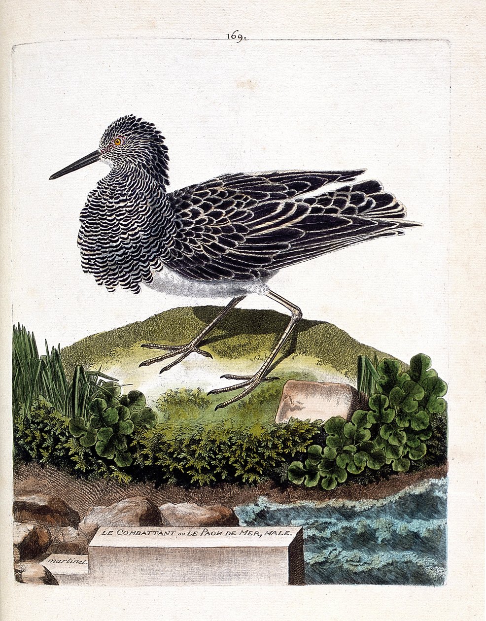Zoologiskt diagram (ornitologi): kämpen eller havspåfågelhanen (fighter varies eller philomachus pugnax). Illustration i "Fåglarnas historia, målade i deras utseende och känsliga aspekter" av Francois Nicolas Martinet (1731-1800). Privat kolle av Francois Nicolas Martinet