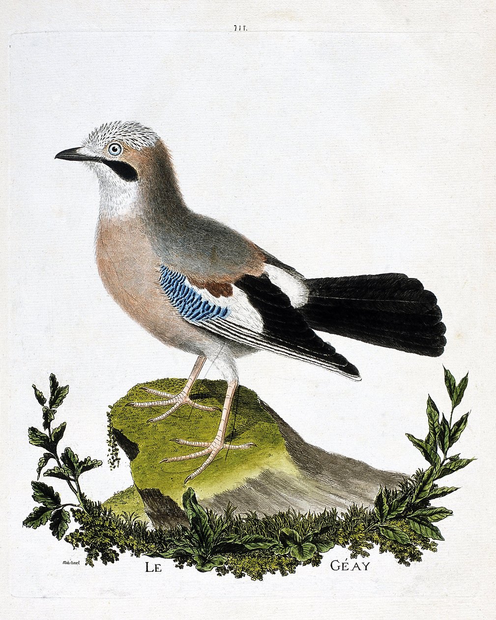 Zoologiskt diagram (ornitologi): geayen (kanalskrika eller garrulus glandarius). Illustration i "Fåglarnas historia, målade i deras utseende och känsliga aspekter" av Francois Nicolas Martinet (1731-1800). Privat samling. av Francois Nicolas Martinet