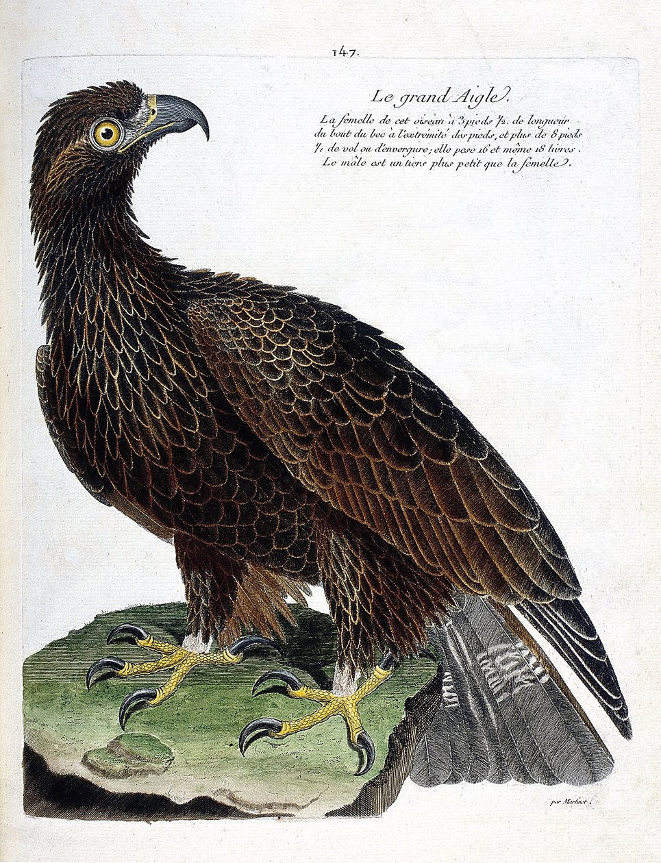 Zoologiskt diagram (ornitologi): den stora örnen (kungsörn eller aquila chrysaetos). Illustration i "Fåglarnas historia, målade i deras utseende och känsliga aspekter" av Francois Nicolas Martinet (1731-1800). Privat samling. av Francois Nicolas Martinet