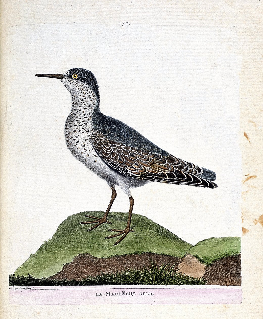 Zoologiskt diagram (ornitologi): den grå maubechen (lila näbb eller calidris maritima). Illustration i "Fåglarnas historia, målade i deras utseende och känsliga aspekter" av Francois Nicolas Martinet (1731-1800). Privat samling. av Francois Nicolas Martinet