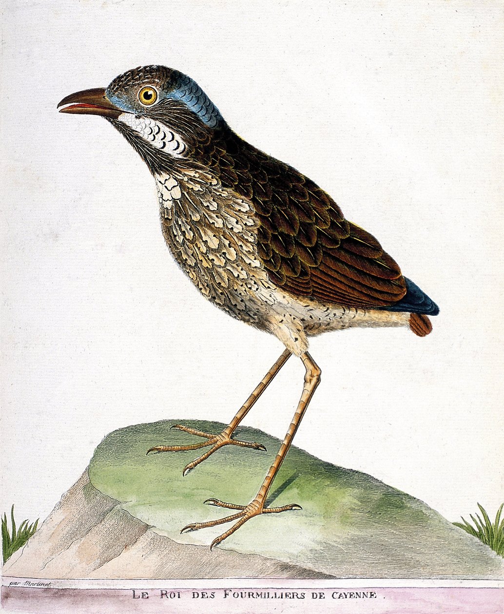 Zoologiskt diagram (ornitologi): kungen av de fyratusen av Cayenne (grallaire kung eller grallaria varia). Illustration i "Fåglarnas historia, målade i deras utseende och känsliga aspekter" av Francois Nicolas Martinet (1731-1800). Privat koll av Francois Nicolas Martinet