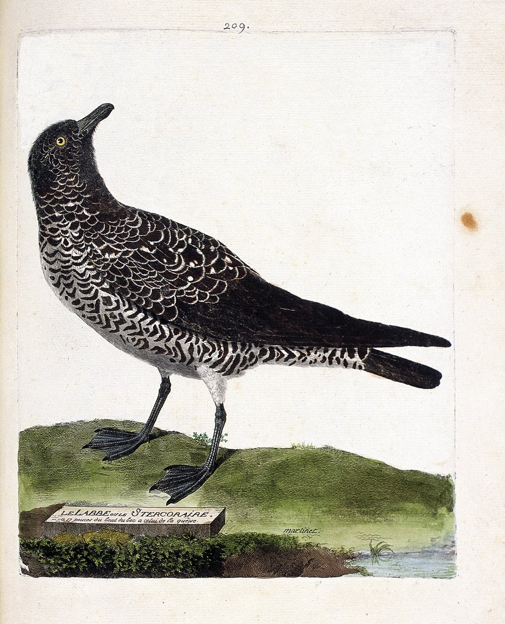 Zoologiskt diagram (ornitologi): labbe eller stercorar (pomarin labbe eller stercorarius pomarinus). Illustration i "Fåglarnas historia, målade i deras utseende och känsliga aspekter" av Francois Nicolas Martinet (1731-1800). Privat samling. av Francois Nicolas Martinet