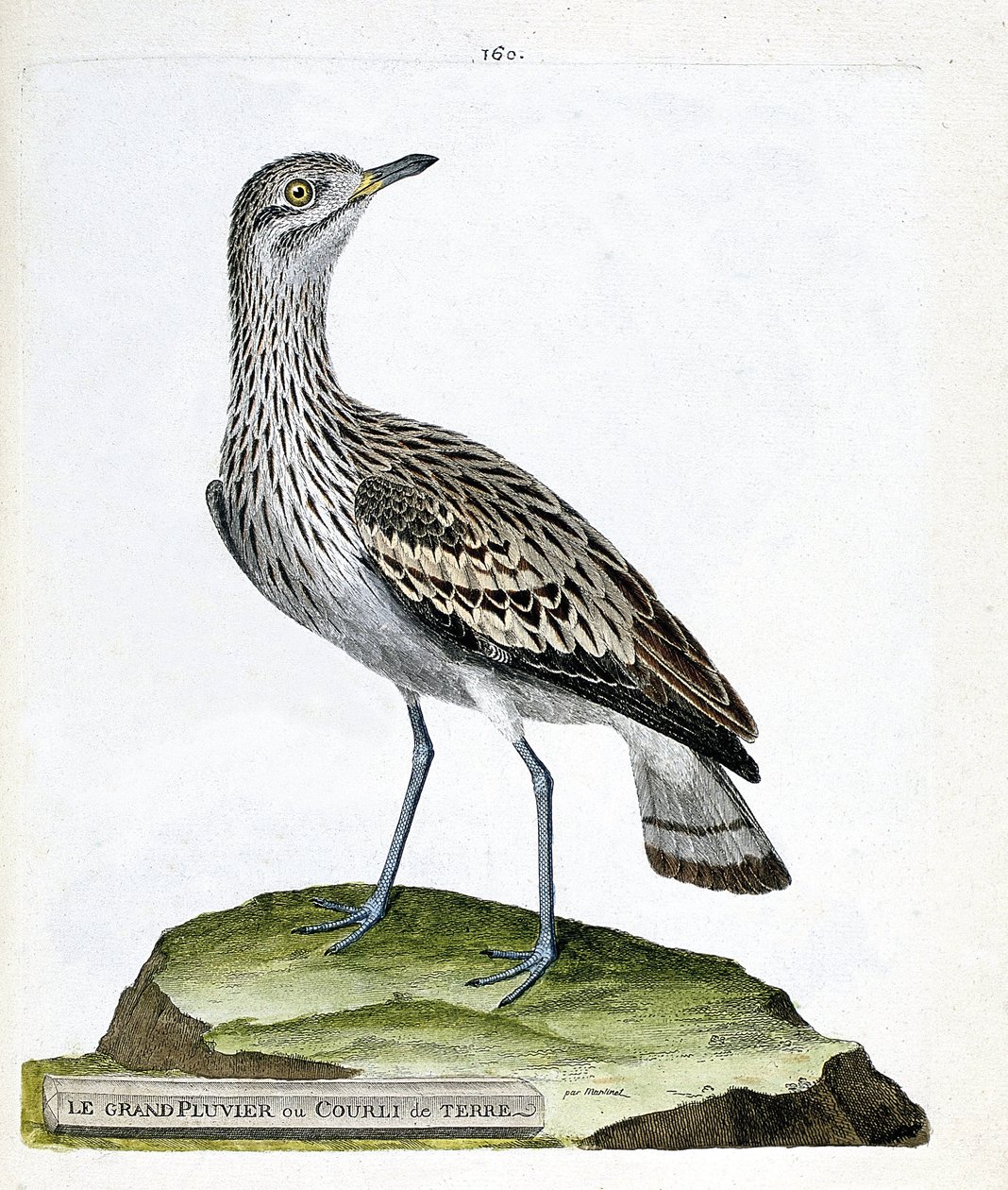 Zoologiskt diagram (ornitologi): storpiparen eller kråkan (oedicneme criard (Burhinus oedicnemus). Illustration i "Fåglarnas historia, målade i deras utseende och känsliga aspekter" av Francois Nicolas Martinet (1731-1800). Privat samling. av Francois Nicolas Martinet