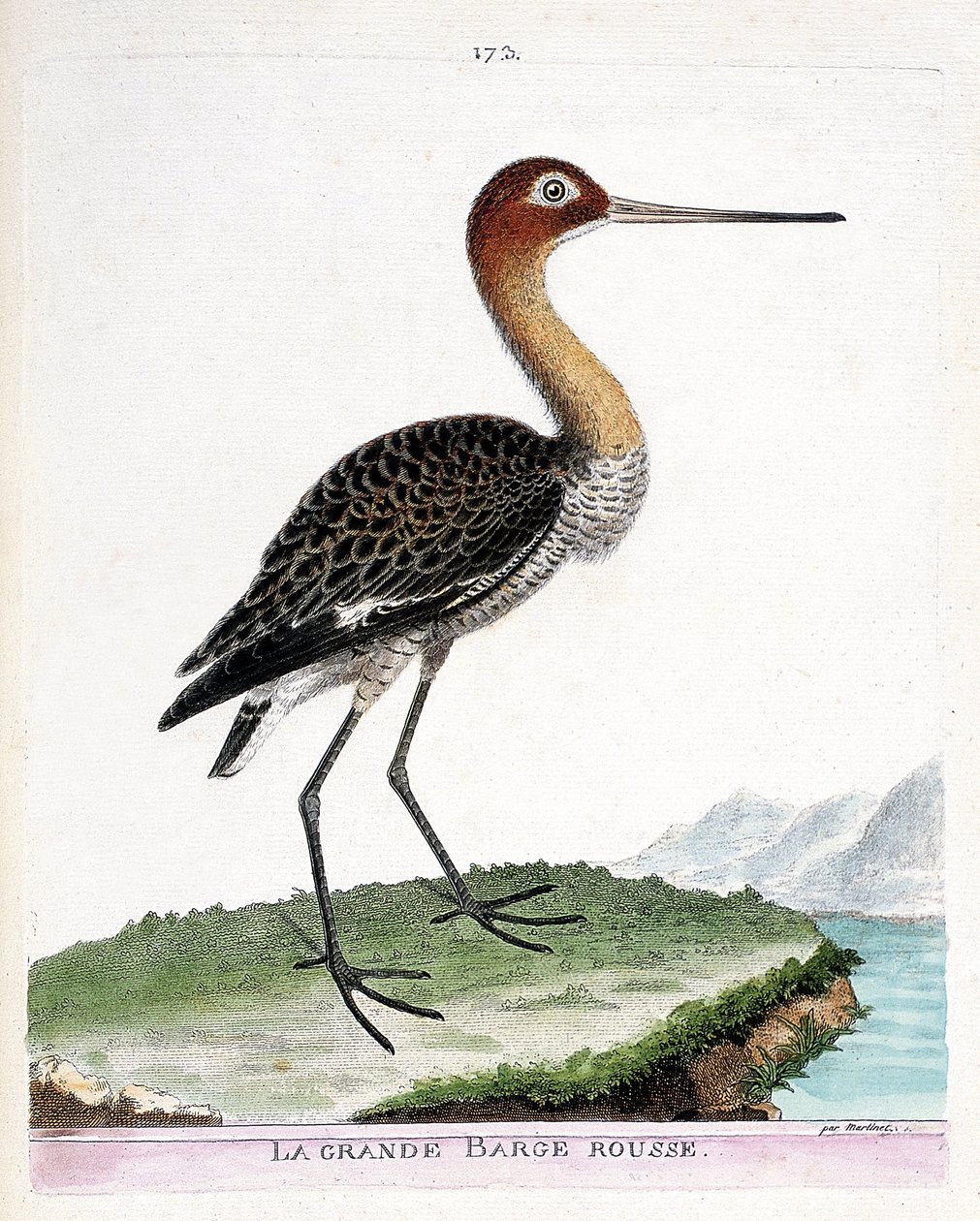 Zoologiskt diagram (ornitologi): den stora röda pråmen (svartstjärtad pråm eller limosa limosa). Illustration i "Fåglarnas historia, målade i deras utseende och känsliga aspekter" av Francois Nicolas Martinet (1731-1800). Privat samling. av Francois Nicolas Martinet