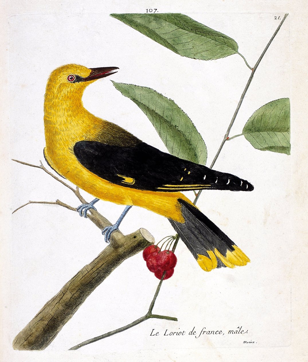 Zoologiskt diagram (ornitologi): fransk manlig loriot (europeisk loriot eller oriolus oriolus) på en gren. Illustration i "Fåglarnas historia, målade i deras utseende och känsliga aspekter" av Francois Nicolas Martinet (1731-1800). Privata samlingar av Francois Nicolas Martinet