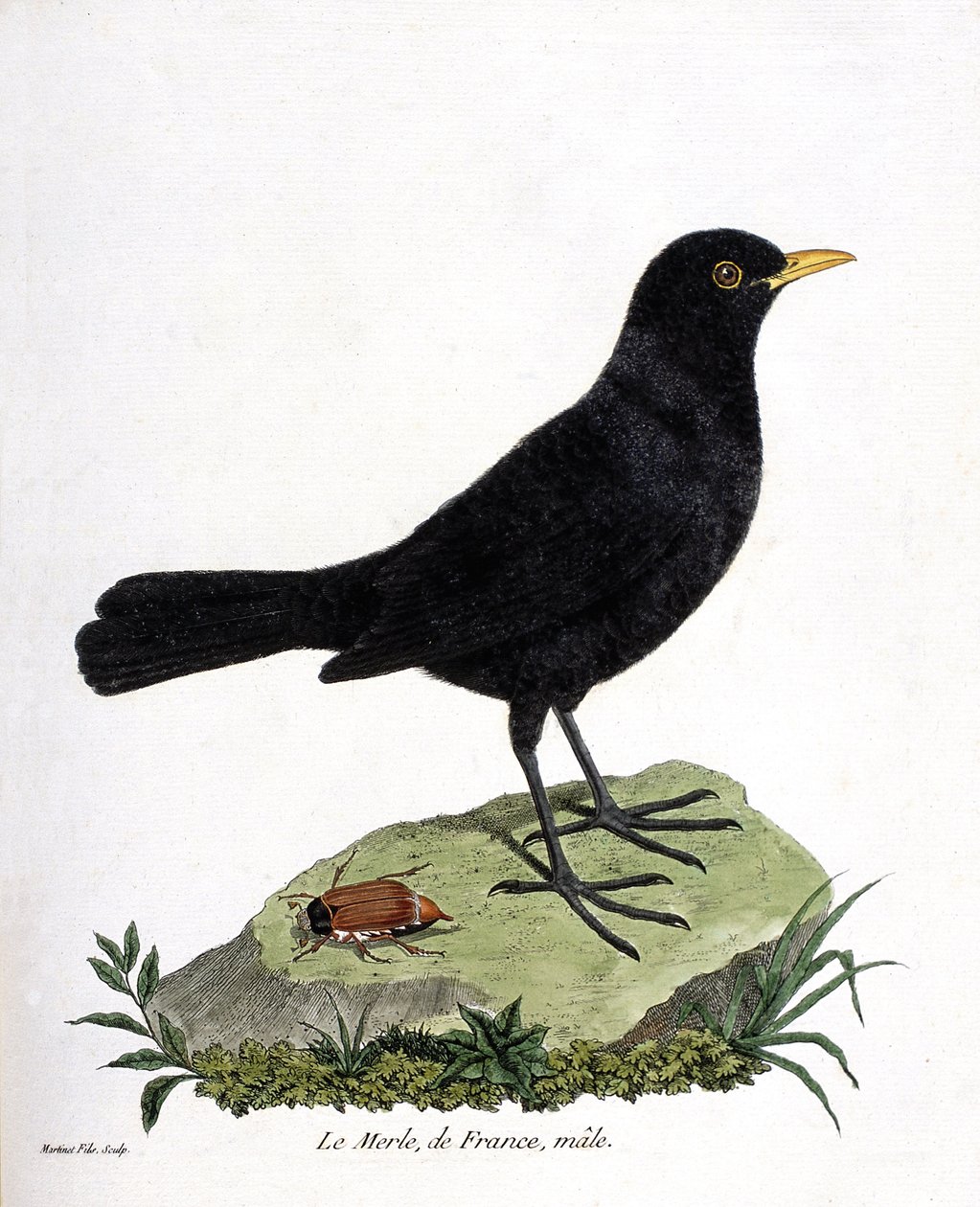 Zoologiskt diagram (ornitologi): koltrasthanen (svartkoltrast eller turdus merula). Illustration i "Fåglarnas historia, målade i deras utseende och känsliga aspekter" av Francois Nicolas Martinet (1731-1800). Privat samling. av Francois Nicolas Martinet