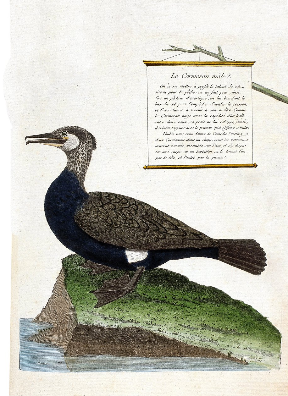 Zoologiskt diagram (ornitologi): hanskarven (storskarv eller phalacrocorax carbo). Illustration i "Fåglarnas historia, målade i deras utseende och känsliga aspekter" av Francois Nicolas Martinet (1731-1800). Privat samling. av Francois Nicolas Martinet