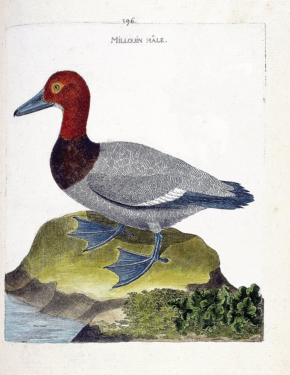Zoologiskt diagram (ornitologi): hanen millouin (scaup eller Aythia ferina). Illustration i "Fåglarnas historia, målade i deras utseende och känsliga aspekter" av Francois Nicolas Martinet (1731-1800). Privat samling. av Francois Nicolas Martinet