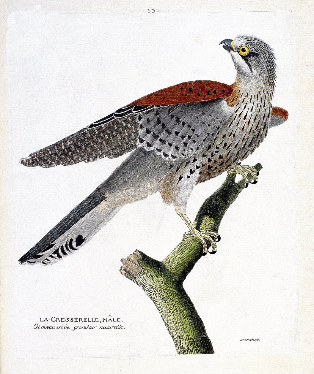 Zoologiskt diagram (ornitologi): vattenkrassehanen (hökhök eller falco tinnunculus) på en gren. Illustration i "Fåglarnas historia, målade i deras utseende och känsliga aspekter" av Francois Nicolas Martinet (1731-1800). Privat samling. av Francois Nicolas Martinet