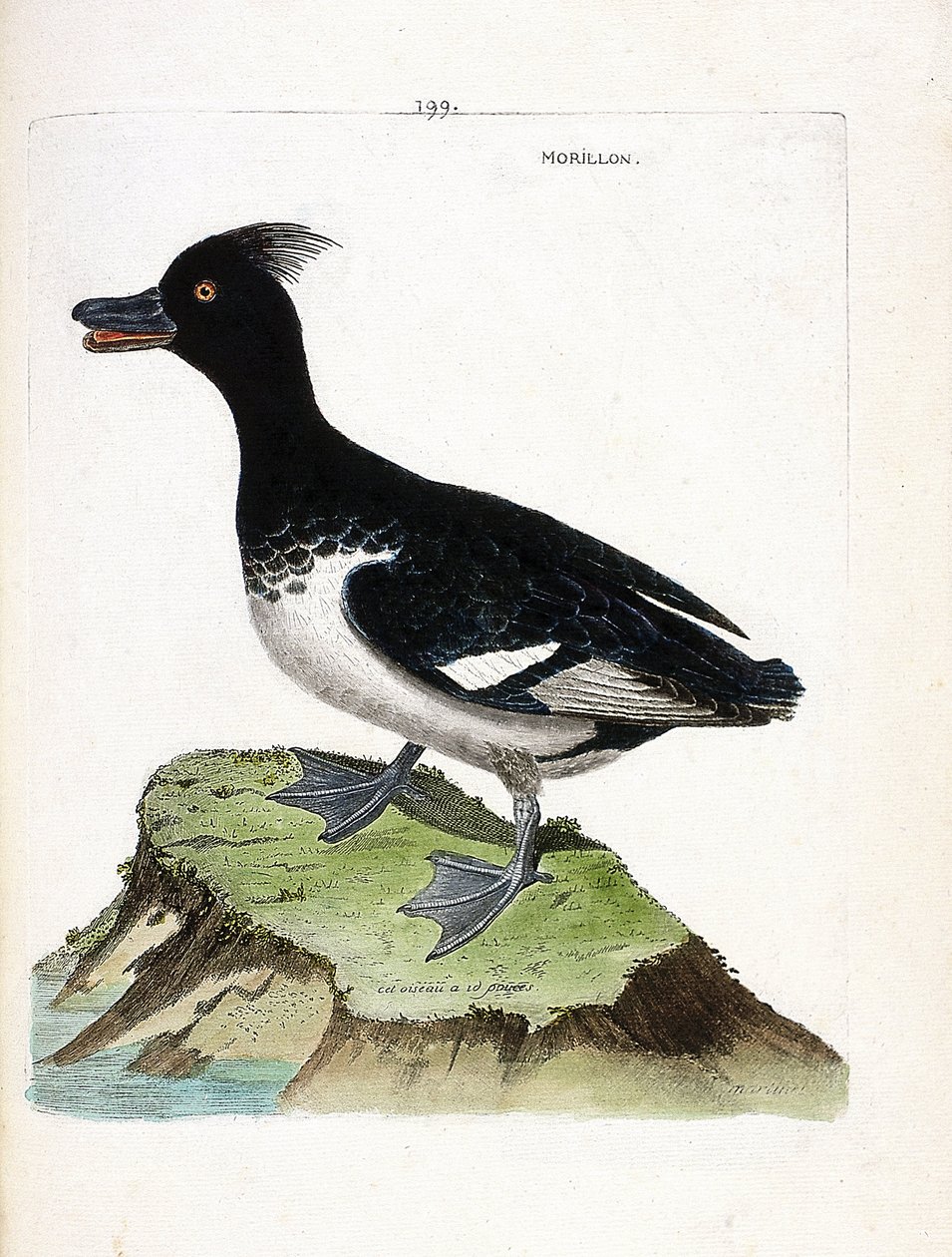 Zoologiskt diagram (ornitologi): morillonen (Scaup morillon eller Aythia fuligula). Illustration i "Fåglarnas historia, målade i deras utseende och känsliga aspekter" av Francois Nicolas Martinet (1731-1800). Privat samling. av Francois Nicolas Martinet