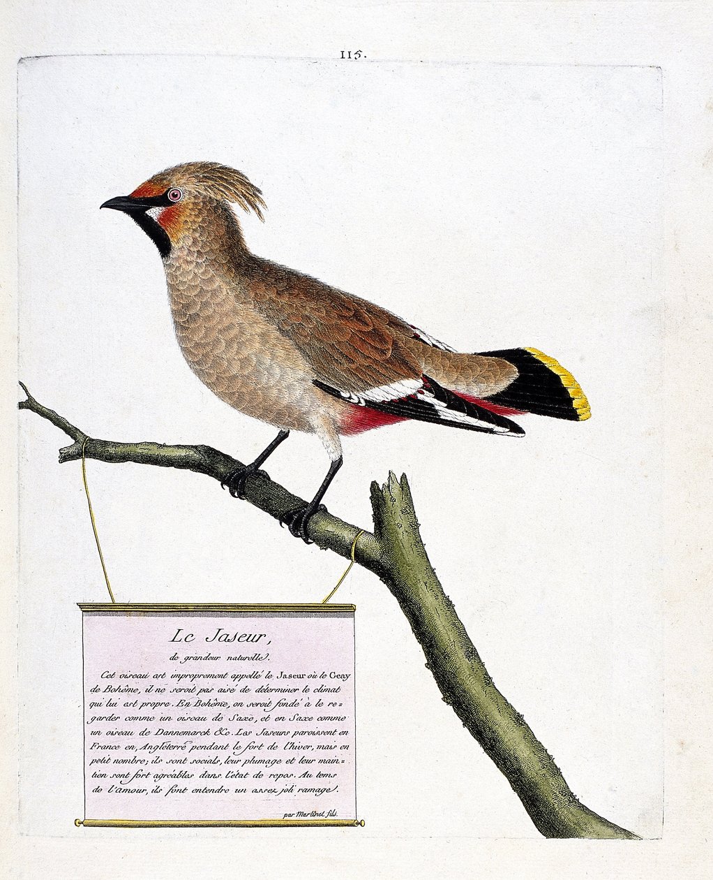 Zoologiskt diagram (ornitologi): jaspis eller boreala jaspis (bombycilla garrulus) på en gren. Illustration i "Fåglarnas historia, målade i deras utseende och känsliga aspekter" av Francois Nicolas Martinet (1731-1800). Privat koll av Francois Nicolas Martinet