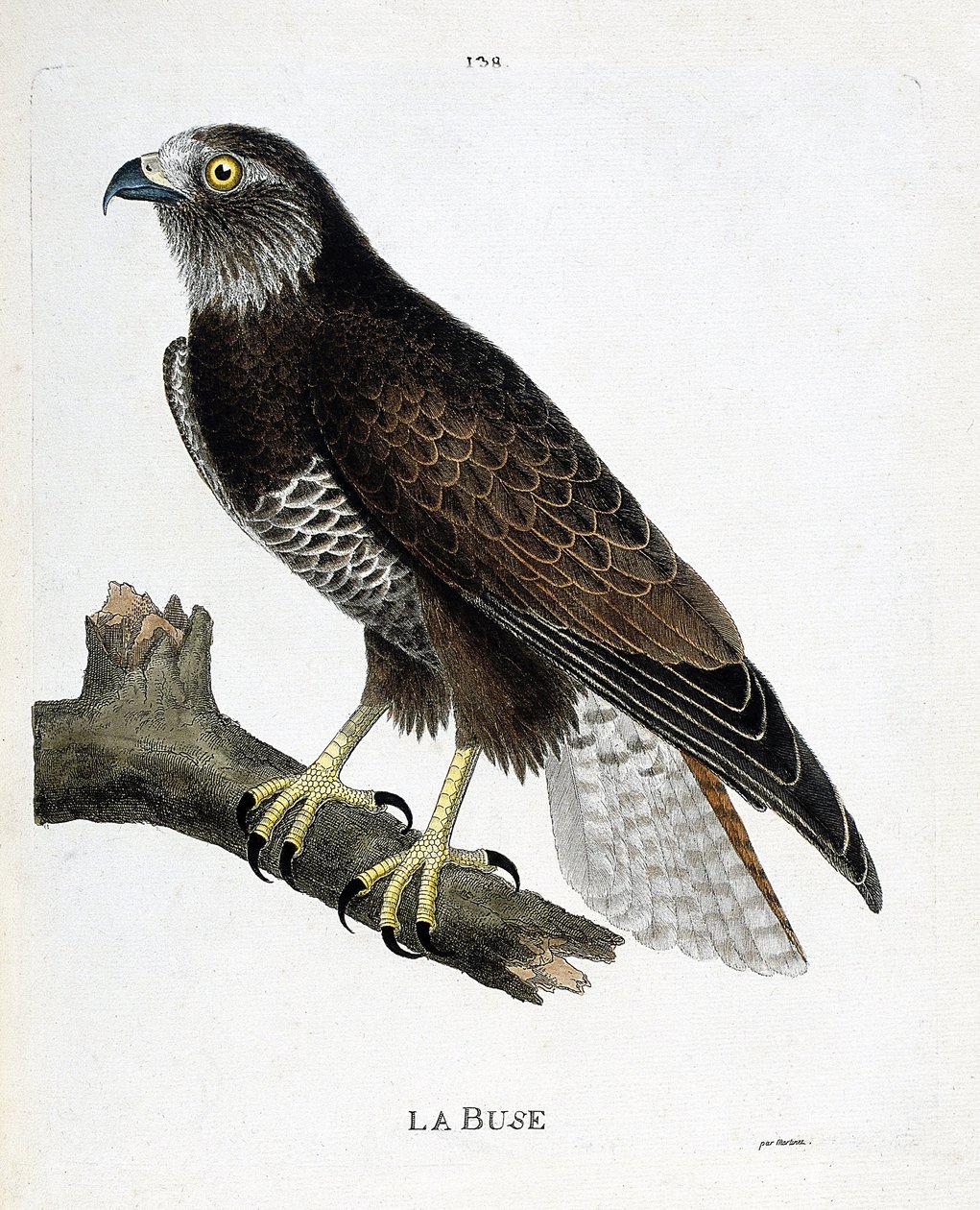 Zoologiskt diagram (ornitologi): munstycket (variabelt munstycke eller buteo buteo) på en gren. Illustration i "Fåglarnas historia, målade i deras utseende och känsliga aspekter" av Francois Nicolas Martinet (1731-1800). Privat samling. av Francois Nicolas Martinet