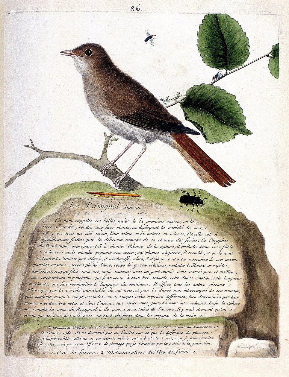Zoologiskt diagram (ornitologi): den ettåriga näktergalen (näktergalen eller luscinia megarhynchos) på en gren. Illustration i "Fåglarnas historia, målade i deras utseende och känsliga aspekter" av Francois Nicolas Martinet (1731-1800). Privat av Francois Nicolas Martinet