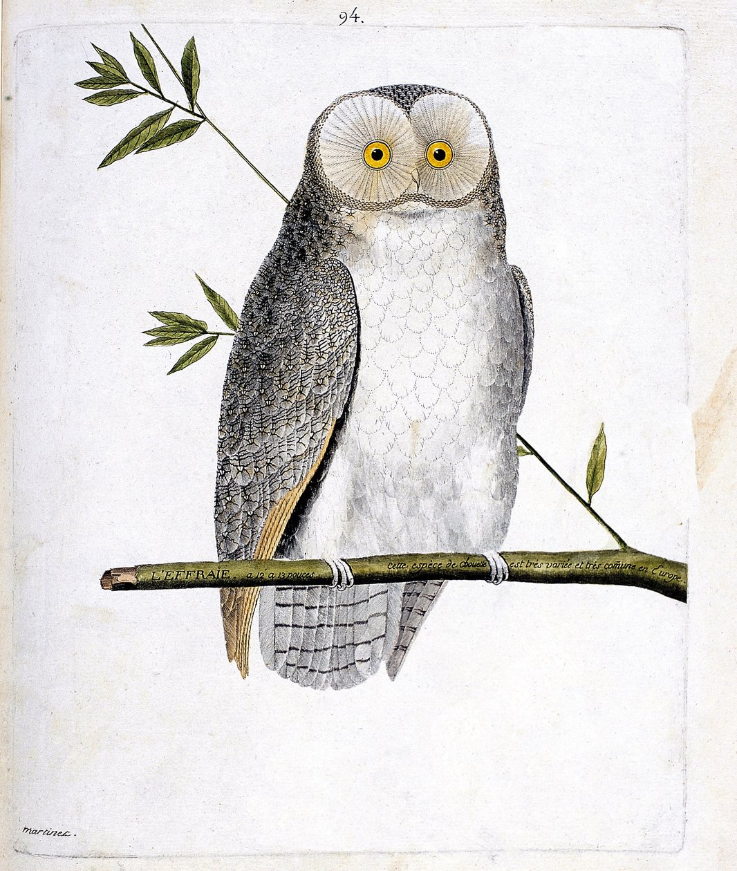 Zoologiskt diagram (ornitologi): ugglan (Barn Owl eller Tyto Alba) på en gren. Illustration i "Fåglarnas historia, målade i deras utseende och känsliga aspekter" av Francois Nicolas Martinet (1731-1800). Privat samling. av Francois Nicolas Martinet