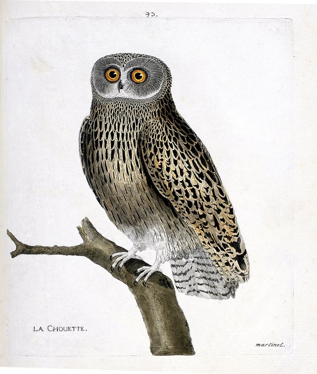 Zoologiskt diagram (ornitologi): ugglan (hulotteuggla eller strix aluco) på en gren. Illustration i "Fåglarnas historia, målade i deras utseende och känsliga aspekter" av Francois Nicolas Martinet (1731-1800). Privat samling. av Francois Nicolas Martinet