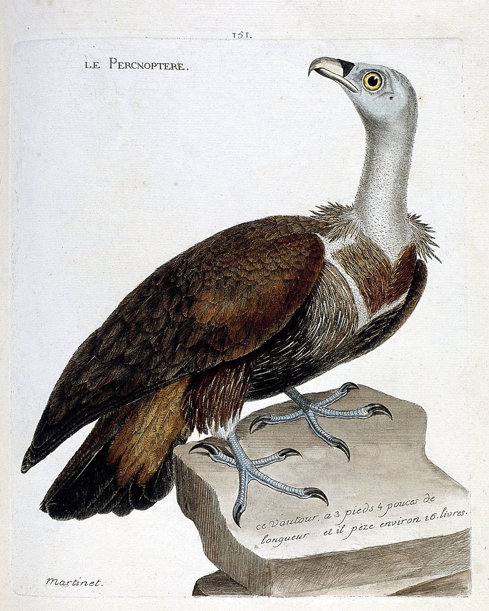Zoologiskt diagram (ornitologi): percnoptere (fawn gam eller fulvus gyps). Illustration i "Fåglarnas historia, målade i deras utseende och känsliga aspekter" av Francois Nicolas Martinet (1731-1800). Privat samling. av Francois Nicolas Martinet