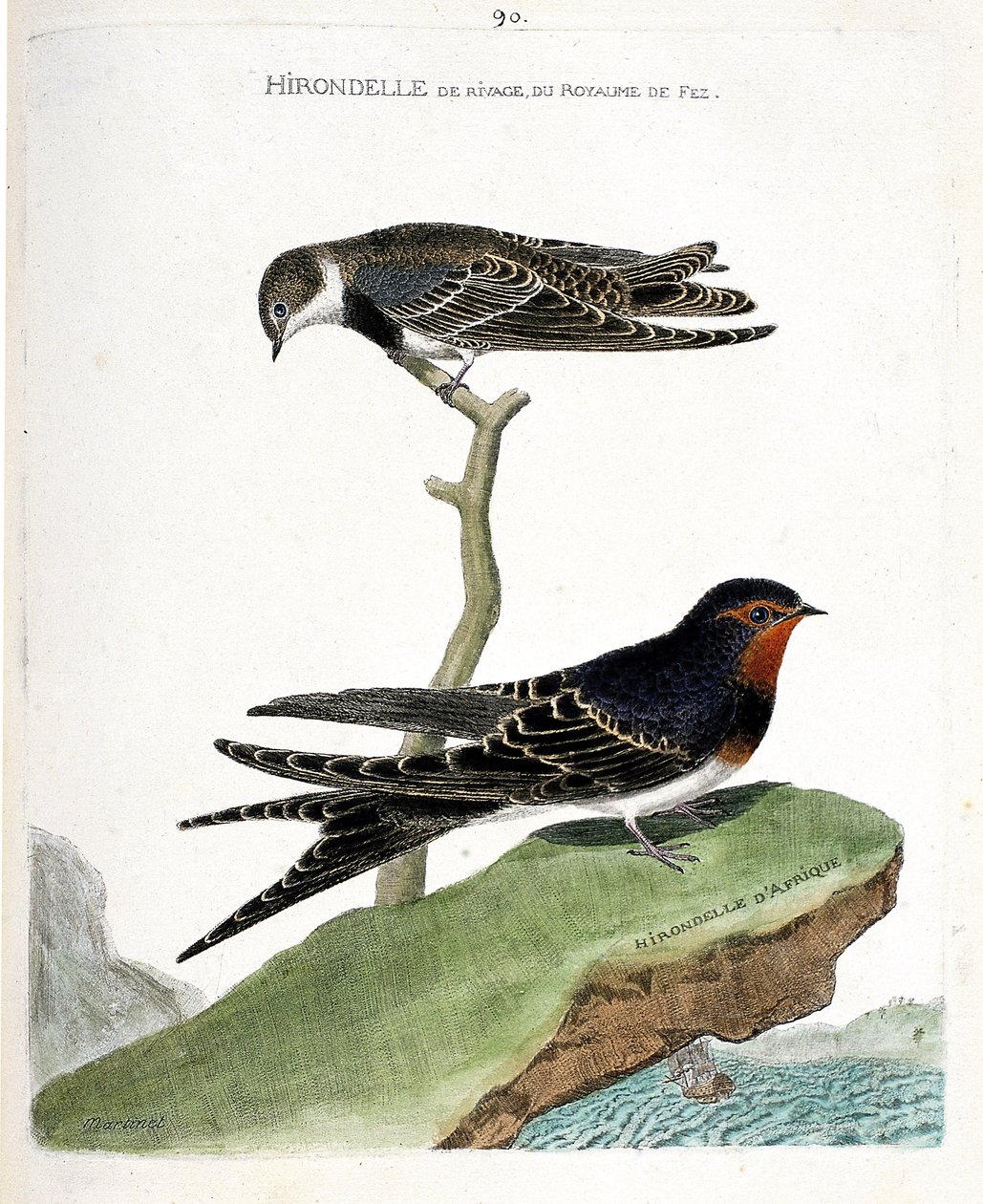 Zoologiskt diagram (ornitologi): strandsvalan av fezriket (Riparia riparia) på en gren och den afrikanska svalan (rustik svala eller Hirundo rustica). Illustration i "Fåglarnas historia, målade i deras utseende och känsliga aspekter" av Francois Nicolas Martinet