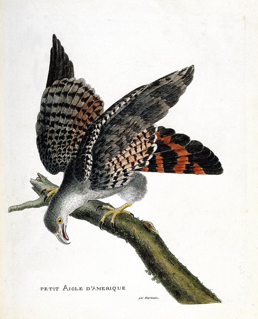 Zoologiskt diagram (ornitologi): den lilla amerikanska örnen (buffon busard eller circus buffoni) på en gren. Illustration i "Fåglarnas historia, målade i deras utseende och känsliga aspekter" av Francois Nicolas Martinet (1731-1800). Privat samling av Francois Nicolas Martinet