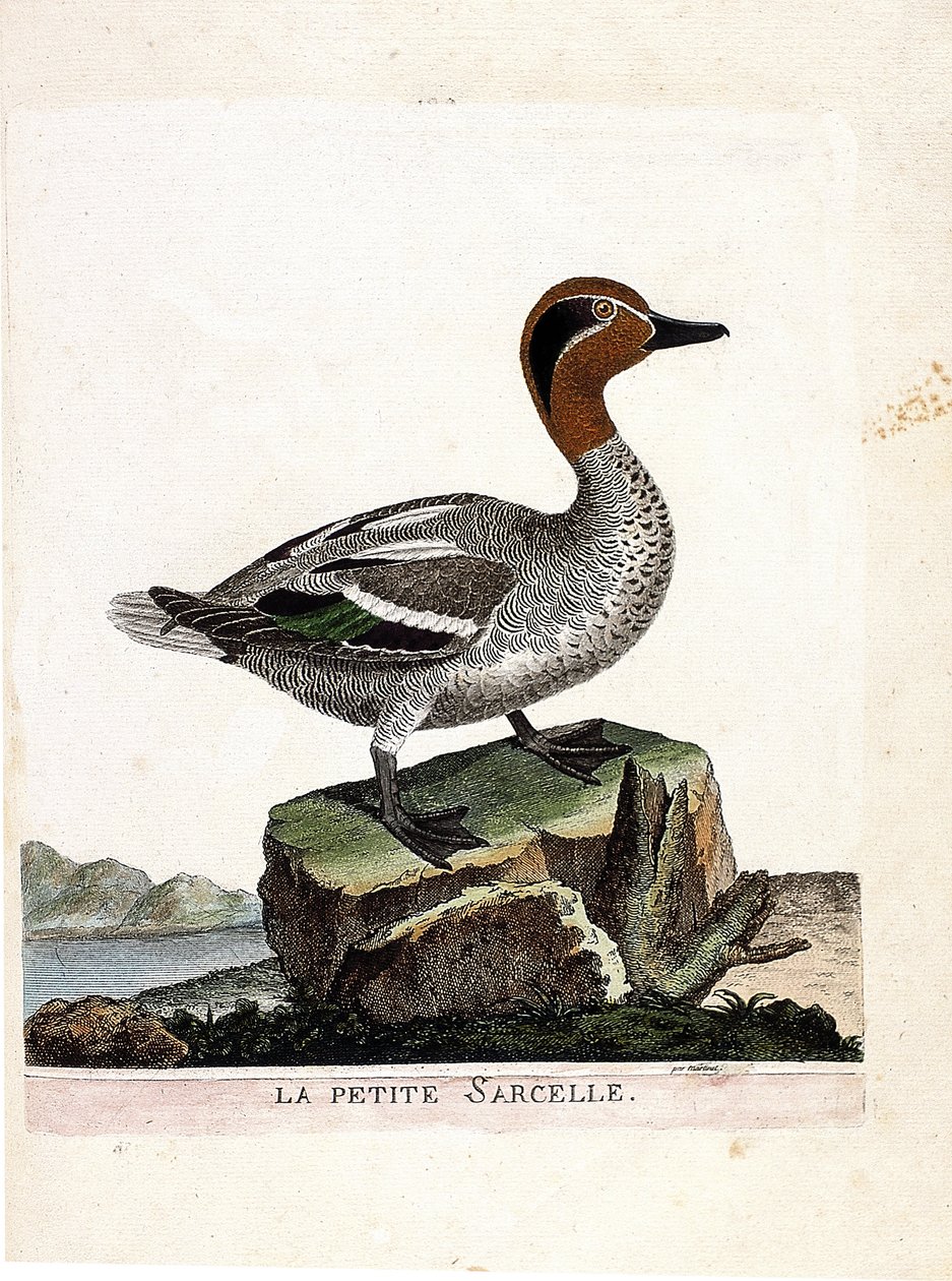Zoologiskt diagram (ornitologi): den lilla krickan (vinterkrickan eller anas crecca). Illustration i "Fåglarnas historia, målade i deras utseende och känsliga aspekter" av Francois Nicolas Martinet (1731-1800). Privat samling. av Francois Nicolas Martinet