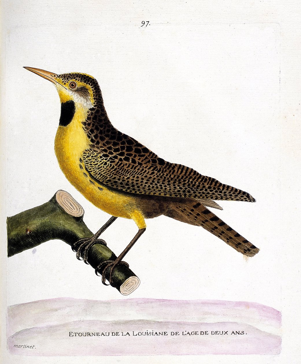 Zoologiskt diagram (ornitologi): staren av lousiana (pretsturnella eller sturnella magna) på en gren. Illustration i "Fåglarnas historia, målade i deras utseende och känsliga aspekter" av Francois Nicolas Martinet (1731-1800). Privata samlingar av Francois Nicolas Martinet