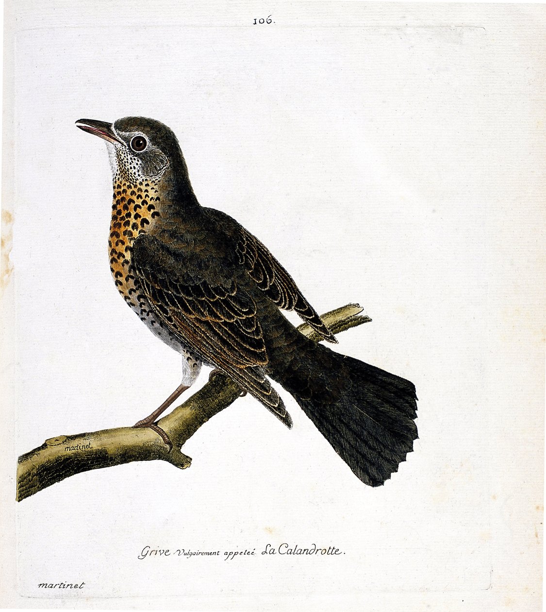 Zoologiskt diagram (ornitologi): trasten som vanligtvis kallas calandrotte på en gren. Illustration i "Fåglarnas historia, målade i deras utseende och känsliga aspekter" av Francois Nicolas Martinet (1731-1800). Privat samling. av Francois Nicolas Martinet