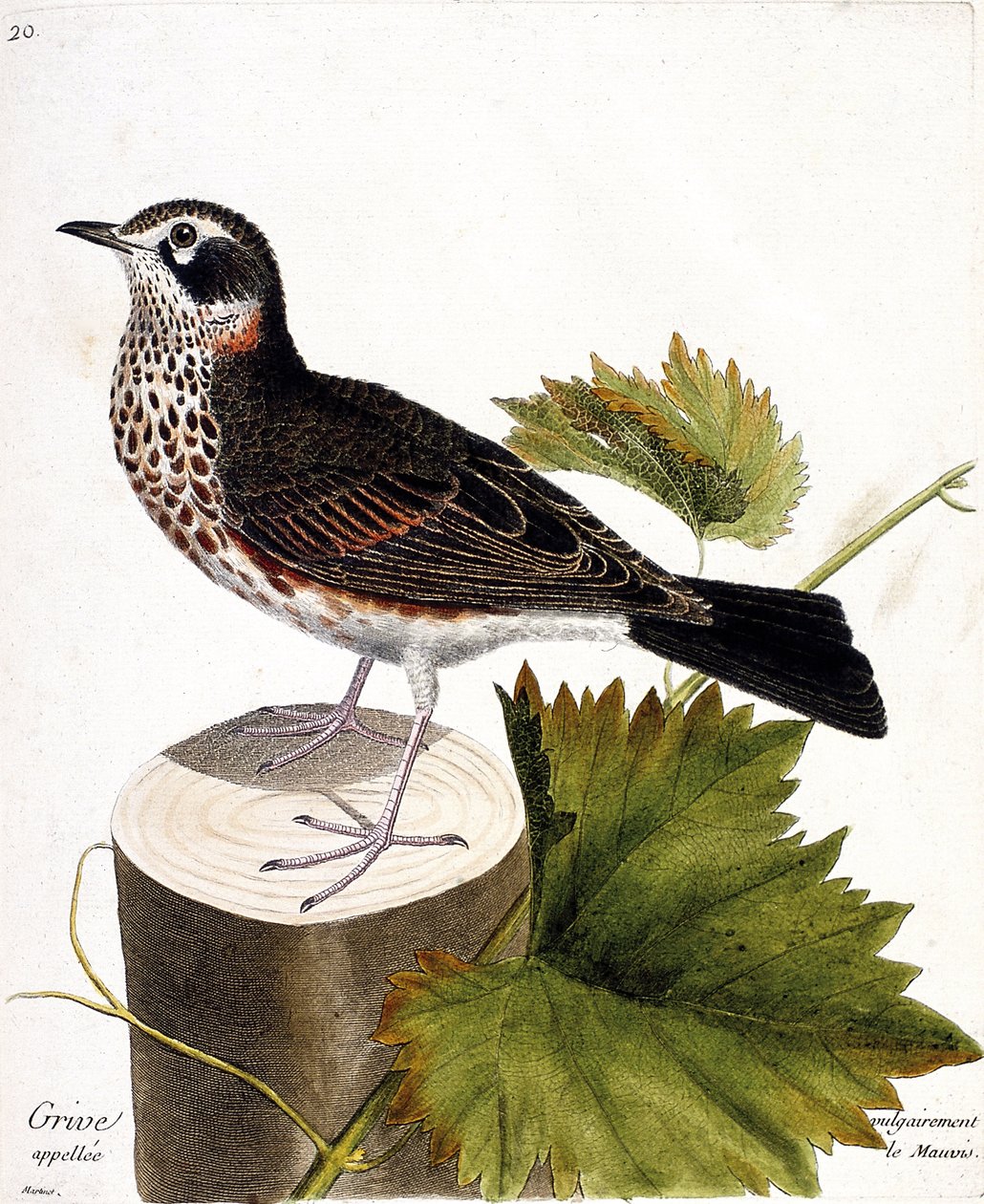Zoologiskt diagram (ornitologi): trasten som vanligtvis kallas mauvis (mauvis trast eller turdus iliacus) på en trädstam. Illustration i "Fåglarnas historia, målade i deras utseende och känsliga aspekter" av Francois Nicolas Martinet (1731-1800). av Francois Nicolas Martinet