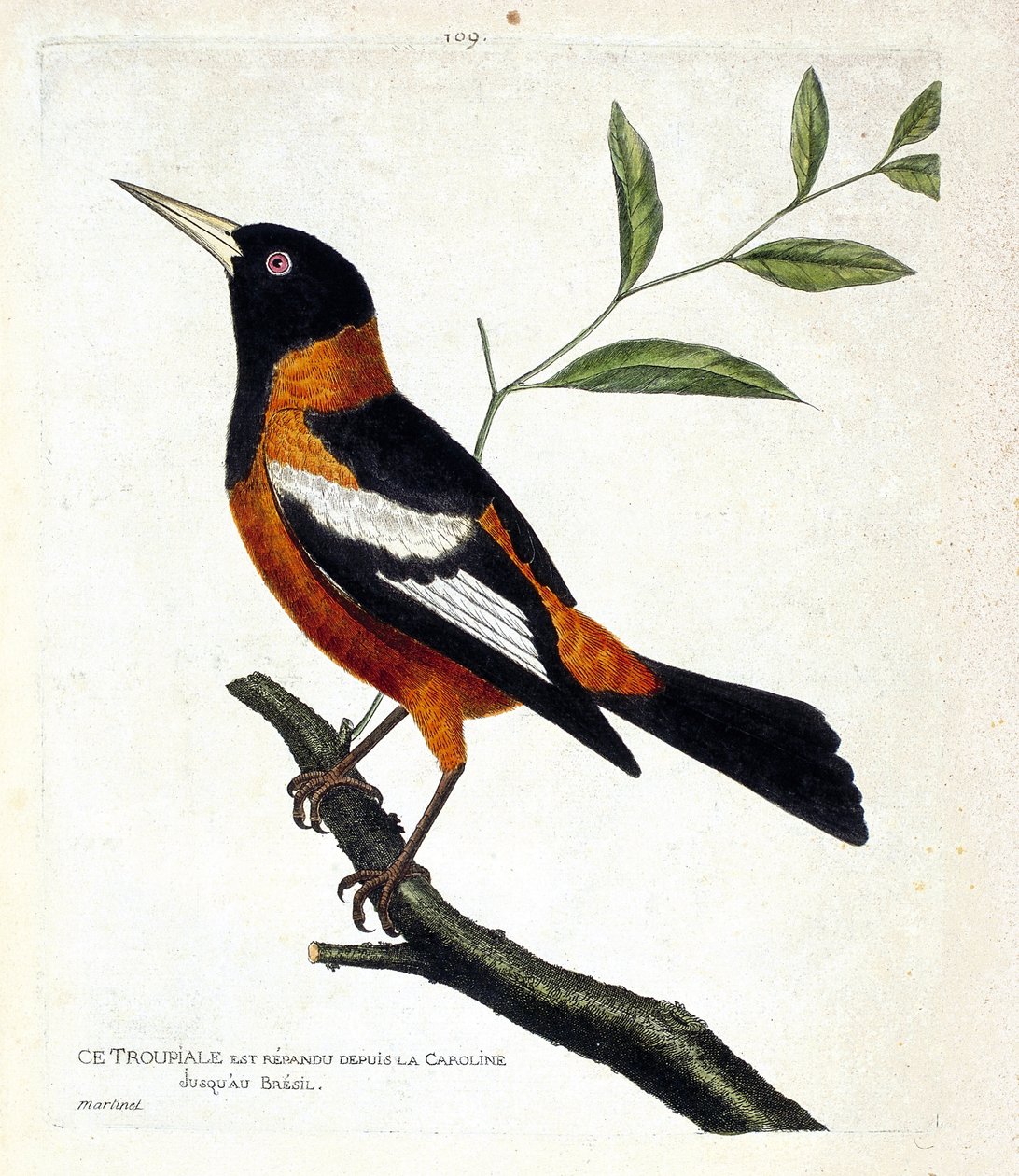 Zoologiskt diagram (ornitologi): troupiale (troupiale oriole eller icterus icterus) på en gren. Illustration i "Fåglarnas historia, målade i deras utseende och känsliga aspekter" av Francois Nicolas Martinet (1731-1800). Privat samling. av Francois Nicolas Martinet